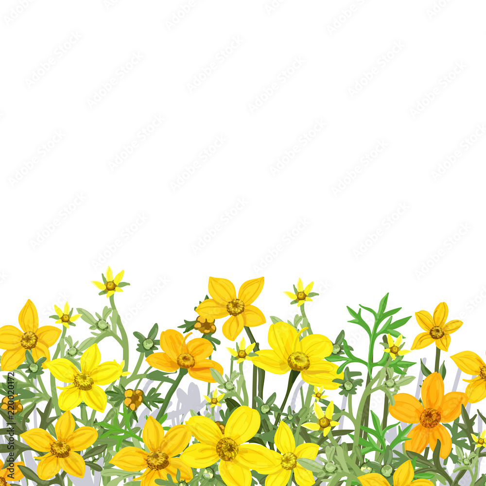 Summer background of wild flowers Bidens, vector illustration.