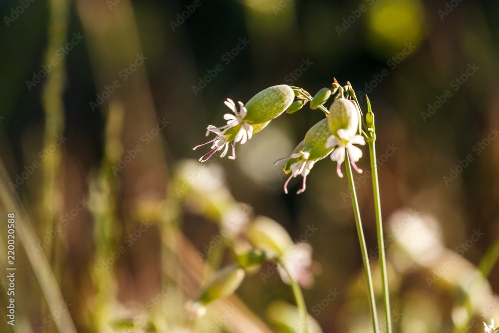 Silene vulgaris (sea campion) flowers at sunset, Valconca, Emilia Romagna, Italy Silene vulgaris (sea campion) flowers at sunset, Valconca, Emilia Romagna, Italy