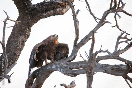 A very fierce looking hawk in Africa © Jared