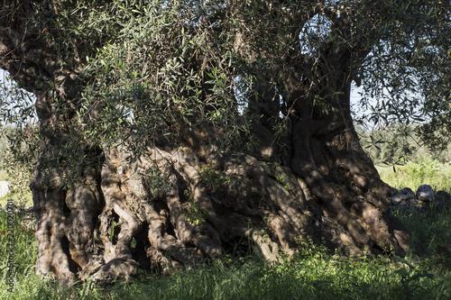 Maestoso olivo millenario nel Salento photo