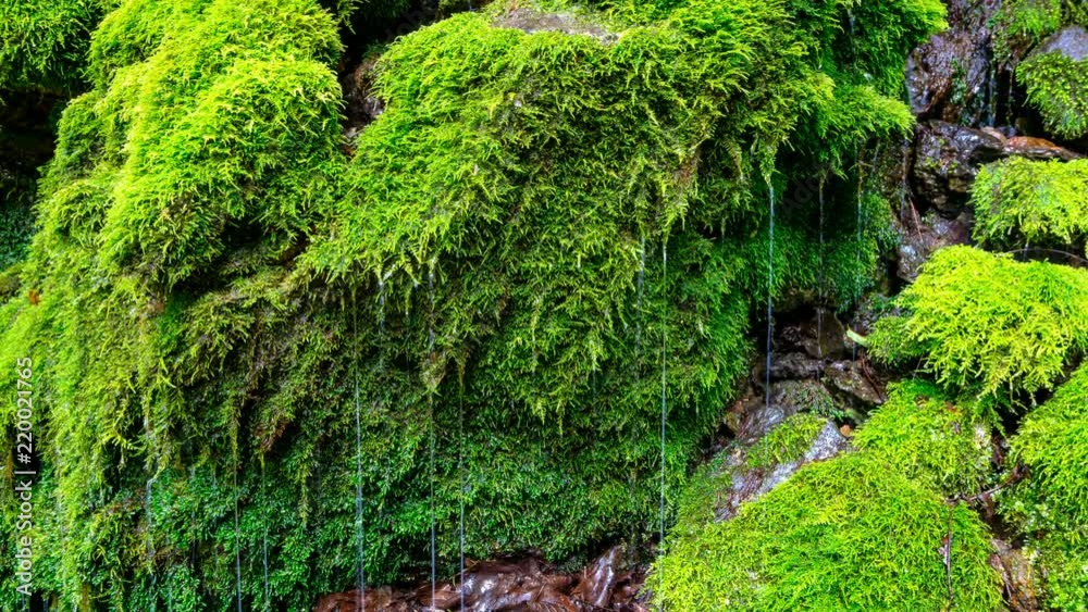 Water falls on the mossy waterfall. Time lapse. Power slider Panning Water falls on the mossy waterfall. Time lapse. Power slider Panning