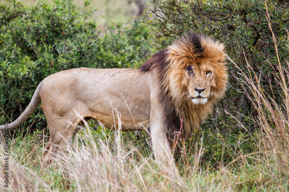 Male lion called Scarface in the Masai Mara National Park in Kenya