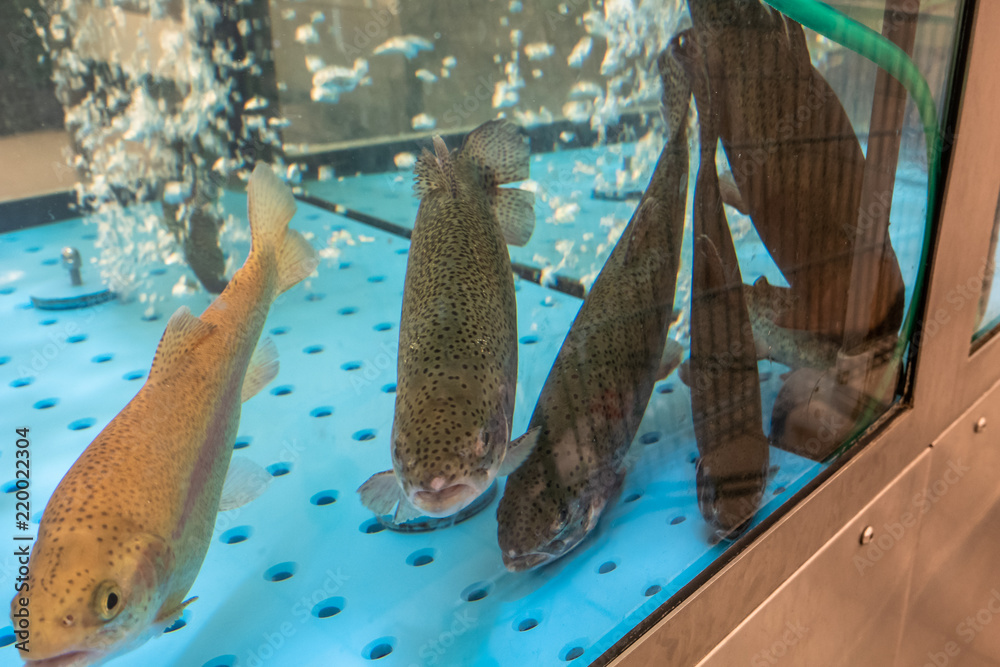 Live Fish for Sale in supermarket aquarium fresh healthy seafood