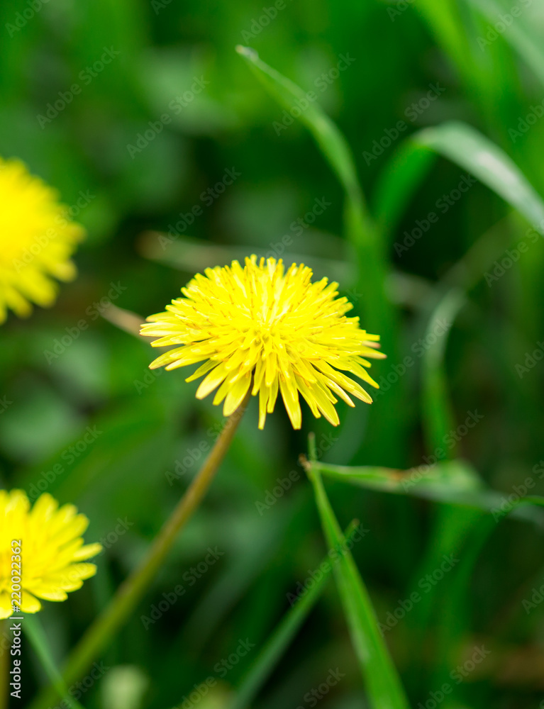 Yellow dandelion flowers with leaves in green grass, spring photography Yellow dandelion flowers with leaves in green grass, spring photography
