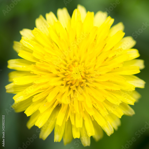 Yellow dandelion flowers with leaves in green grass  spring photography