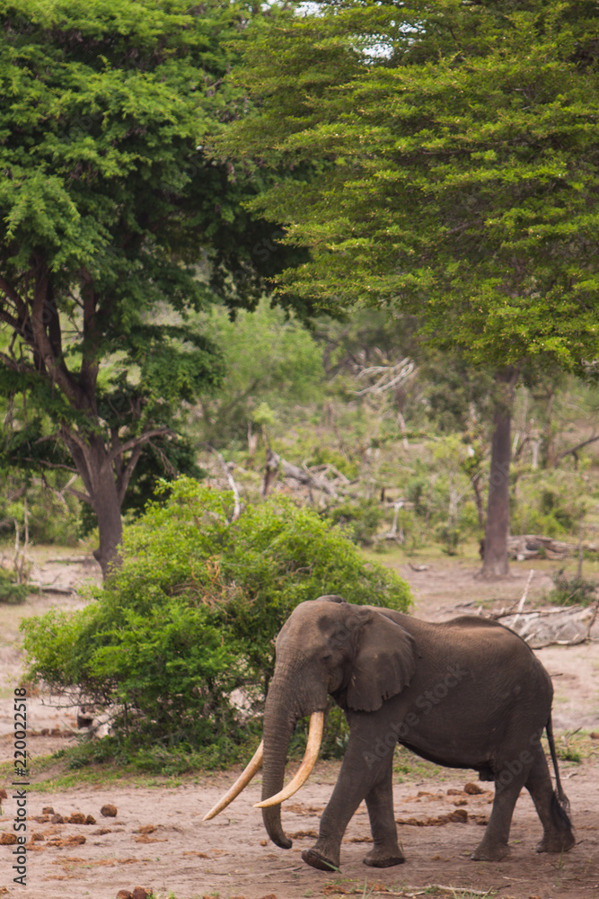 Fototapeta premium Giant Tusker