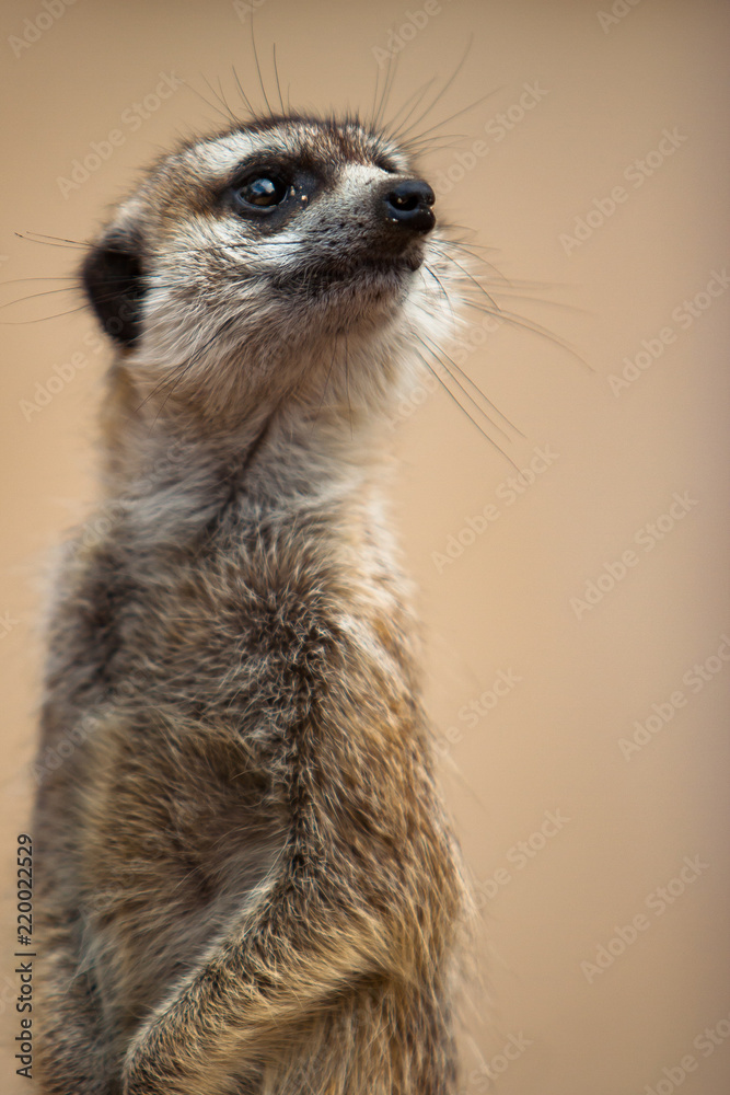 Suricate on the Lookout Suricate on the Lookout