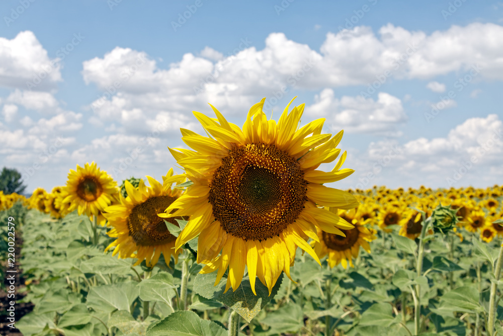 Field of blooming sunflowers on a background cloudy blue sky at bright sunny summer day Field of blooming sunflowers on a background cloudy blue sky at bright sunny summer day