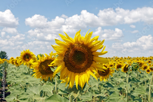 Field of blooming sunflowers on a background cloudy blue sky at bright sunny summer day