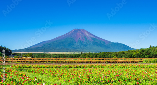 富士山と百日草の花畑