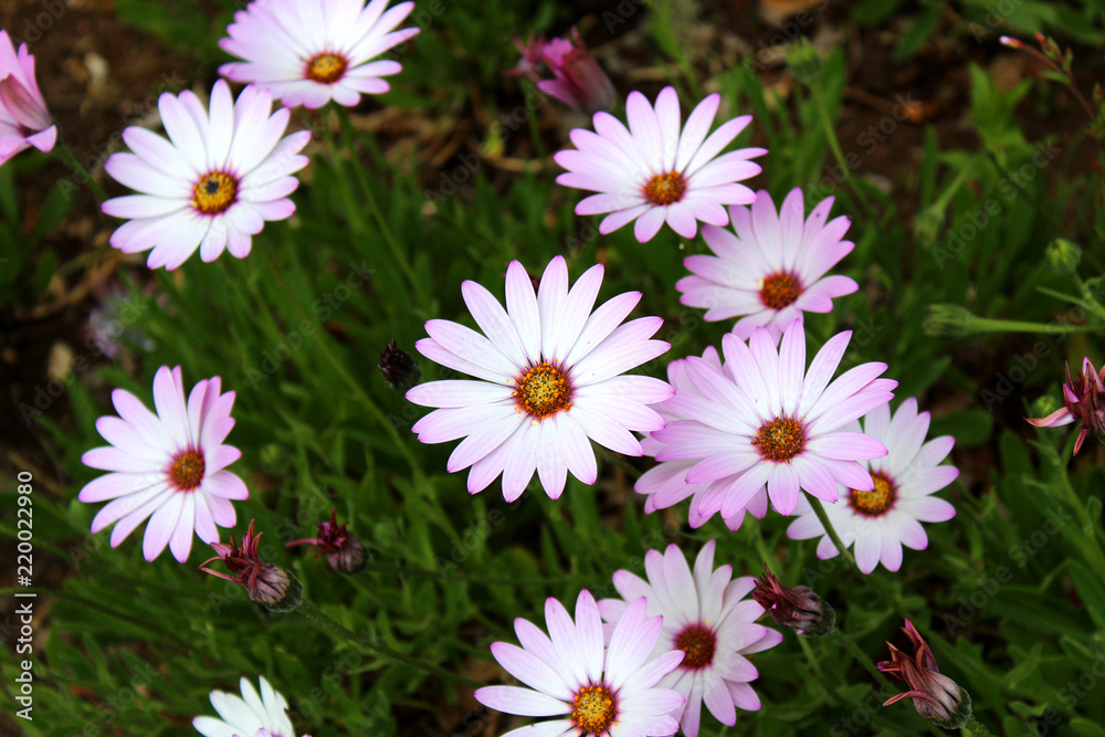 Obraz premium flowers garden