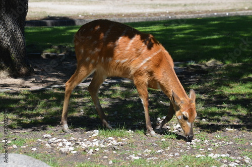 Fototapeta Naklejka Na Ścianę i Meble -  On a hot summer day, a deer of red antelope eats grass