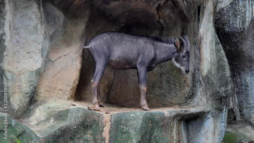 Serow, smaller relatives the gorals, have habitats on rocky hills cliffs or high mountains. Serow, smaller relatives the gorals, have habitats on rocky hills cliffs or high mountains.