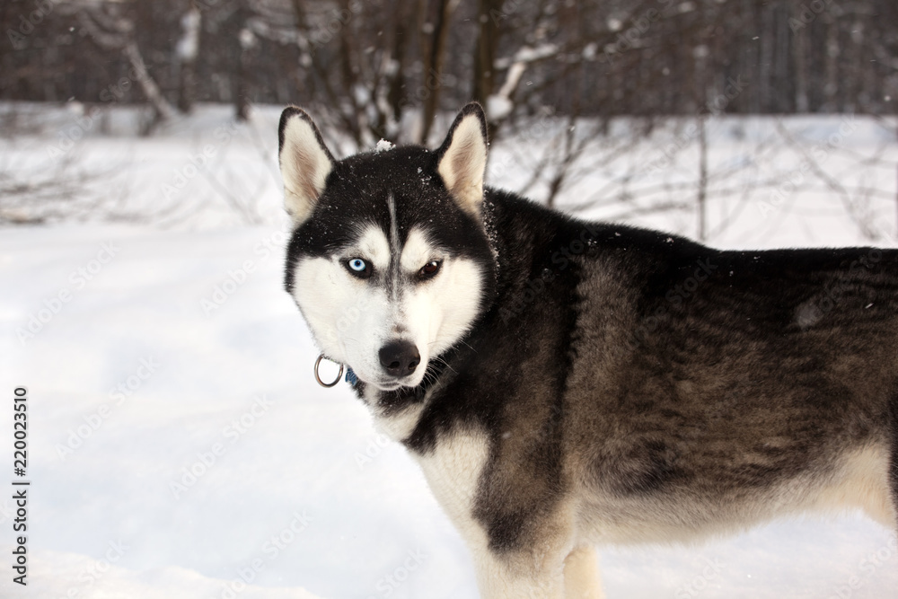 Dog breed Siberian Husky porrait in winter forest