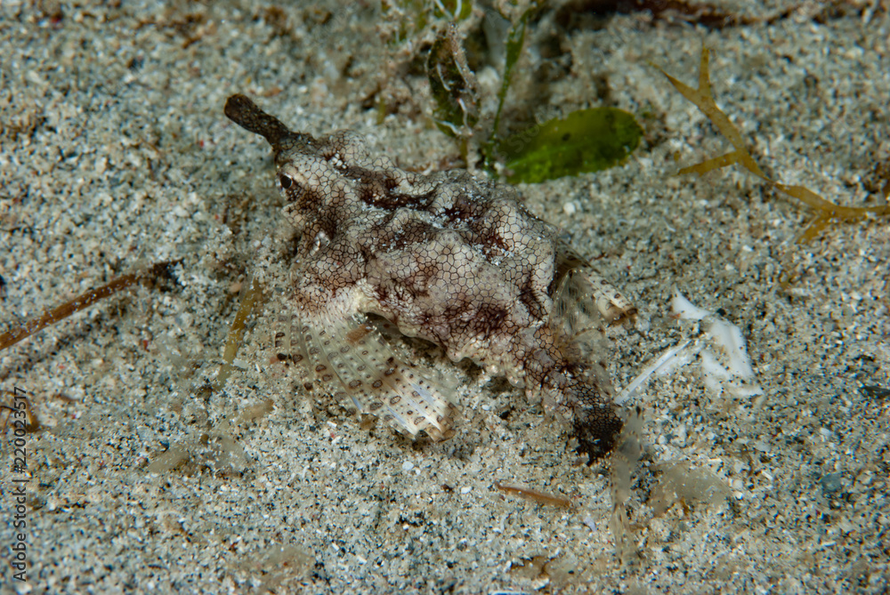 Dragon sea moth Eurypegasus draconi
