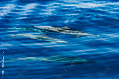 Pantropical Spotted Dolphin Stenella attenuata photo