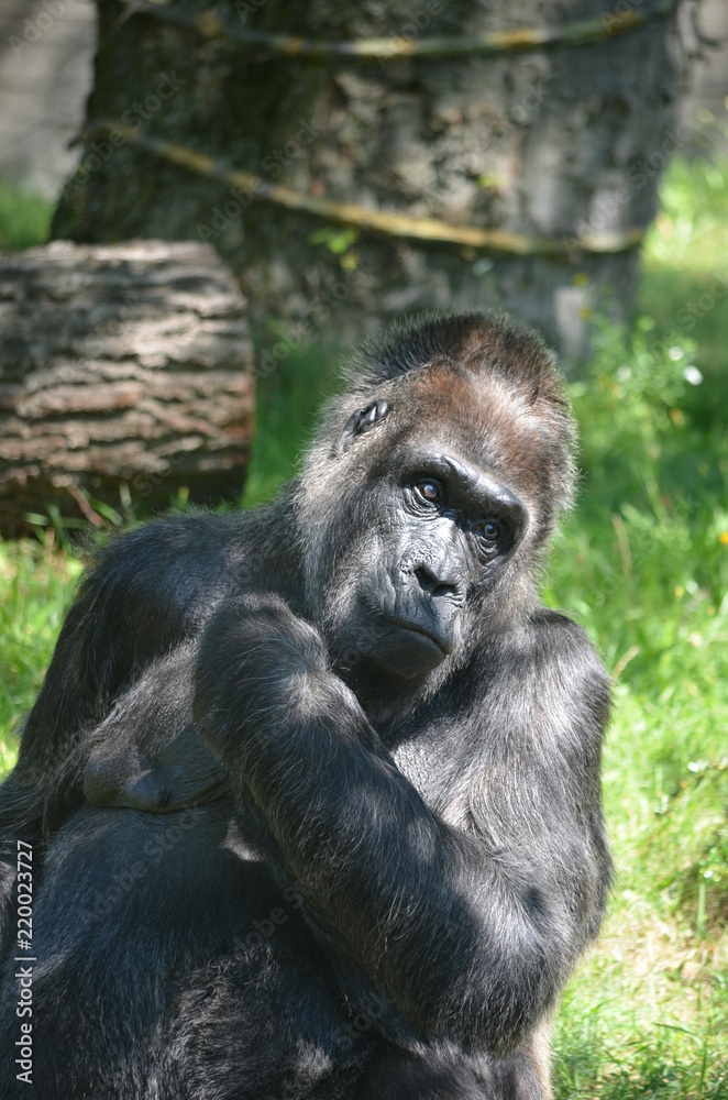 Africa reverie thinking big black monkey gorilla Africa reverie thinking big black monkey gorilla