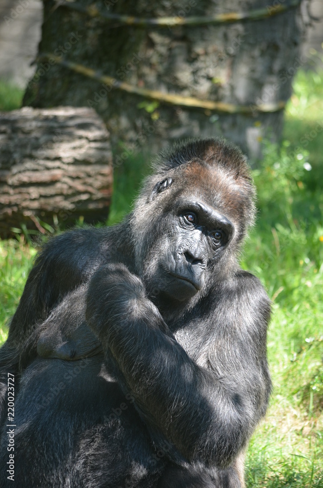 Africa reverie thinking big black monkey gorilla