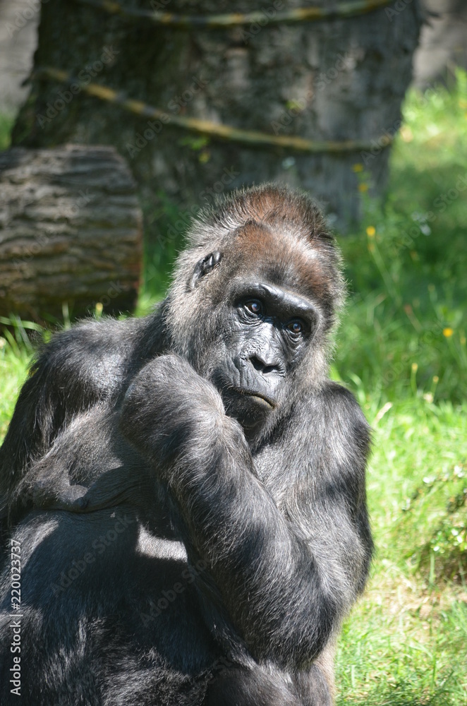 Africa reverie thinking big black monkey gorilla Africa reverie thinking big black monkey gorilla