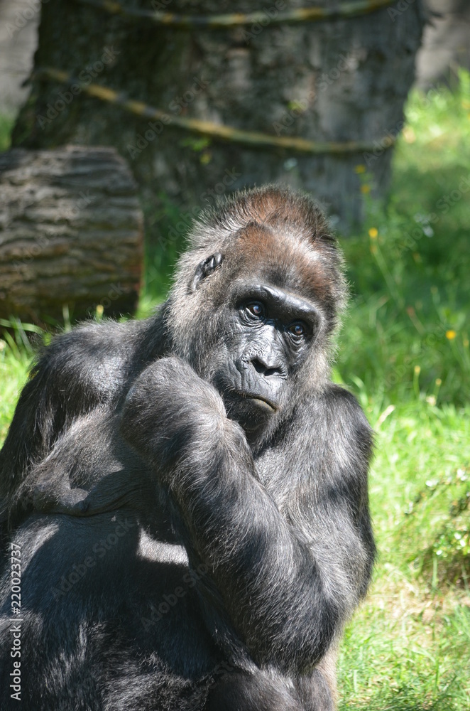 Africa reverie thinking big black monkey gorilla