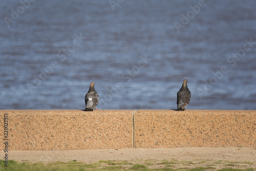 pareja de palomas photo