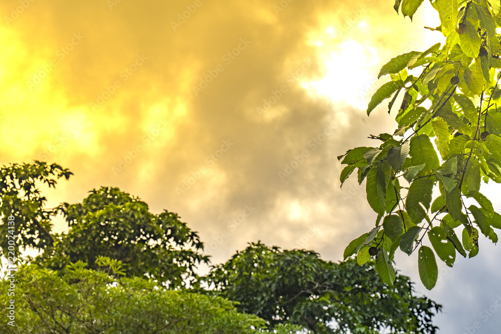 Closeup of tree background tree against cloud sky in sunset