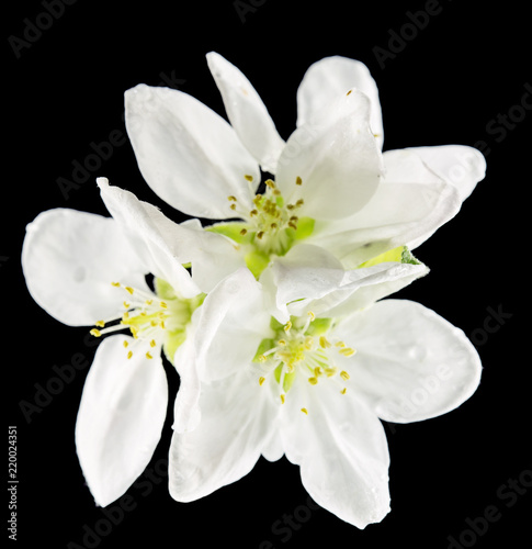 Quince flower on black, macro