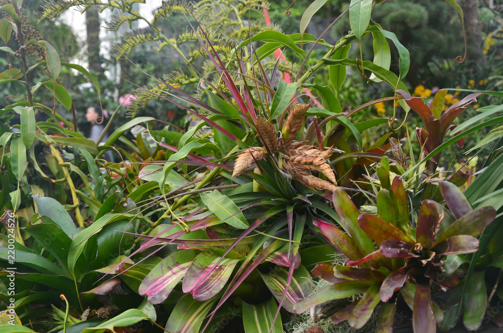 Fototapeta premium Singapore Cloud Forest, Singapore, Asia