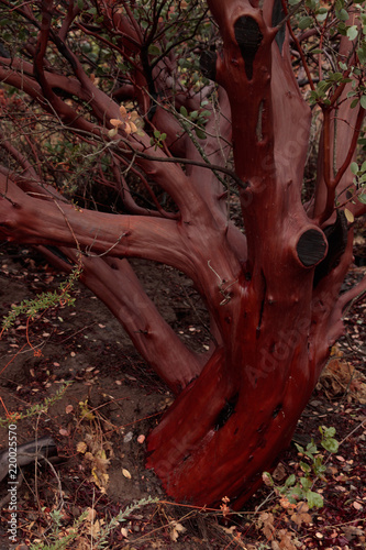 Beautiful healthy manzanita tree trunk with green leaves and smooth shiny red orange brown bark, wood used in decorations and art photo