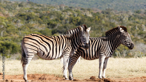Two Zebras standing side by side waiting their turn