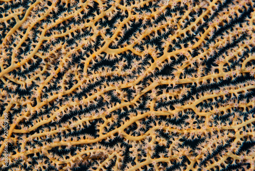 Sea fan with open polyps