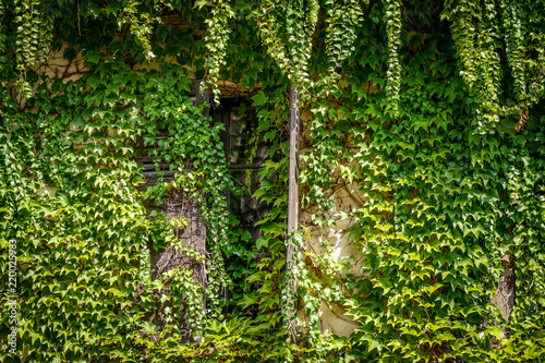 Wildwuchs an Fassade