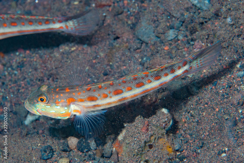 Orange-spotted sleeper goby Valenciennea puellaris