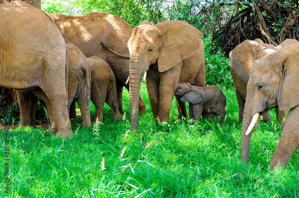 Φωτογραφία Portrait shots of a beautiful elephant family in Africa