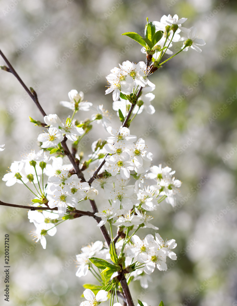 cherry color in nature