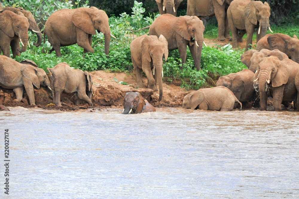 Φωτογραφία A distant shot of a herd of elephants in Africa