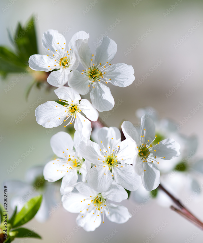 cherry color in nature cherry color in nature