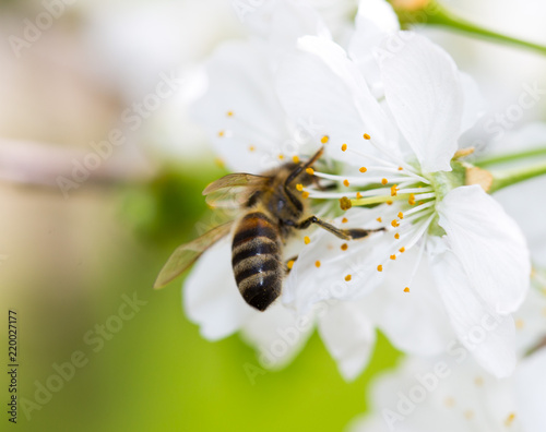 Bee on a flower of a white cherry