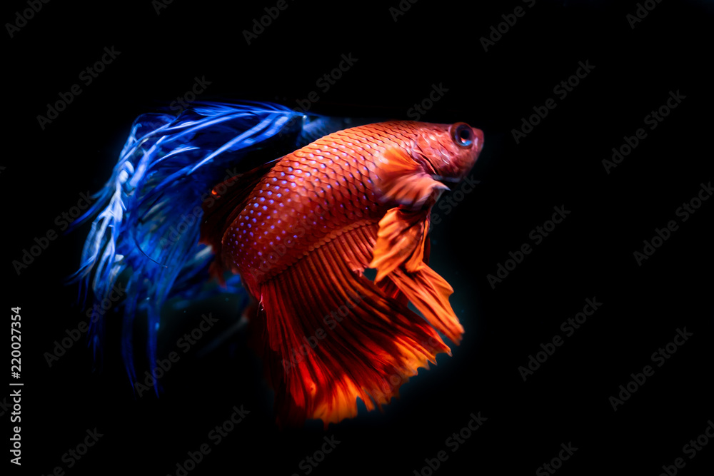 Fototapeta premium Beautiful Siamese Fighting Fish on black background