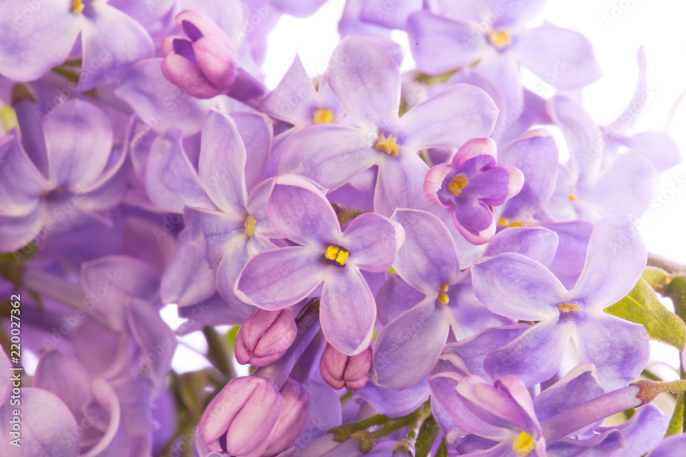 lilac flower on a white background lilac flower on a white background