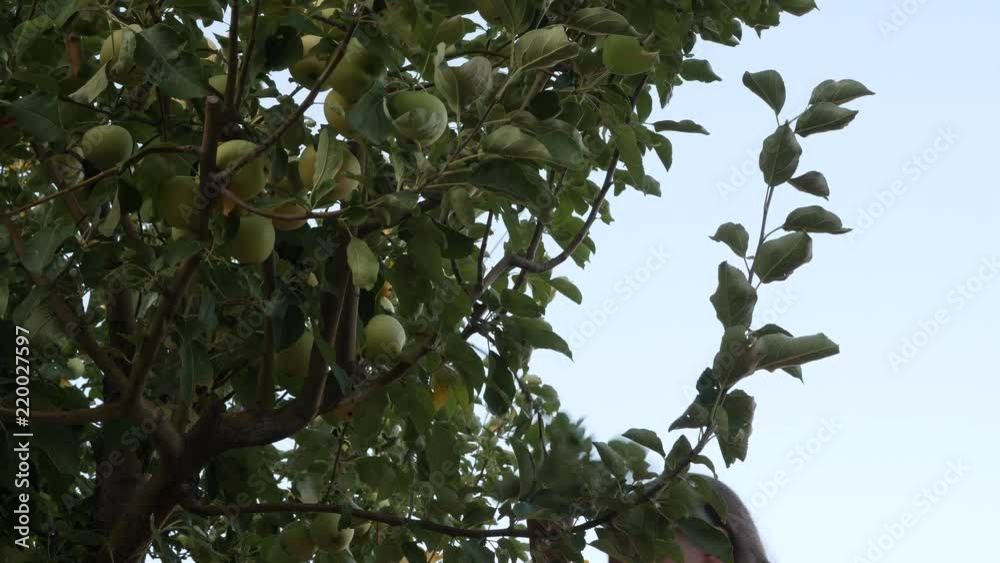 Young girl getting apples from a apple tree. Young girl getting apples from a apple tree.