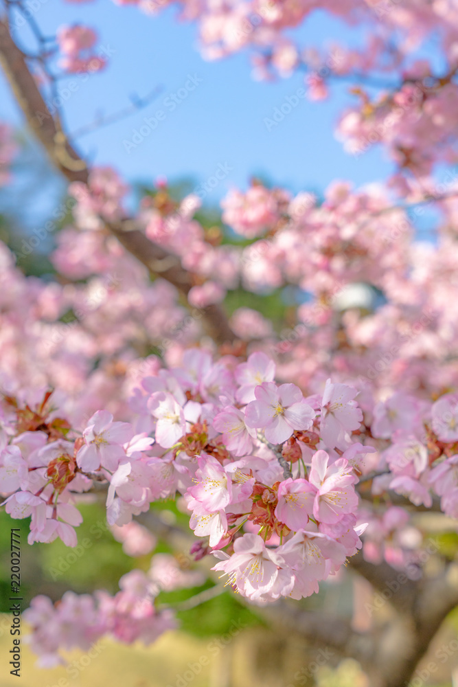 春イメージ　満開の桜