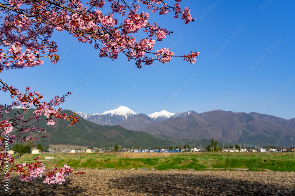 安曇野の春　桜と常念岳
