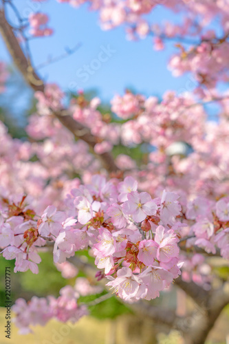 春イメージ 満開の桜