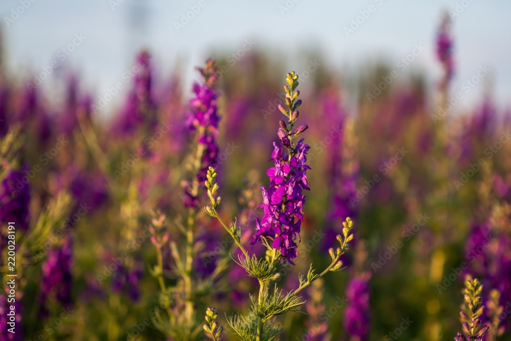 Obraz premium Lavender growing in a field