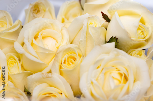 Roses in a bouquet for holidays