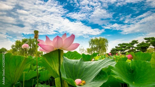 Buyeo Seodong Lotus Festival photo