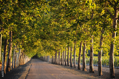 A treelined backroad leads through the Napa Valley wine country.