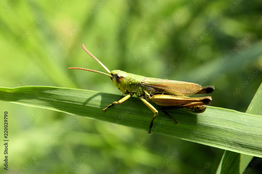 Gemeiner Grashüpfer (Chorthippus parallelus) Gemeiner Grashüpfer (Chorthippus parallelus)