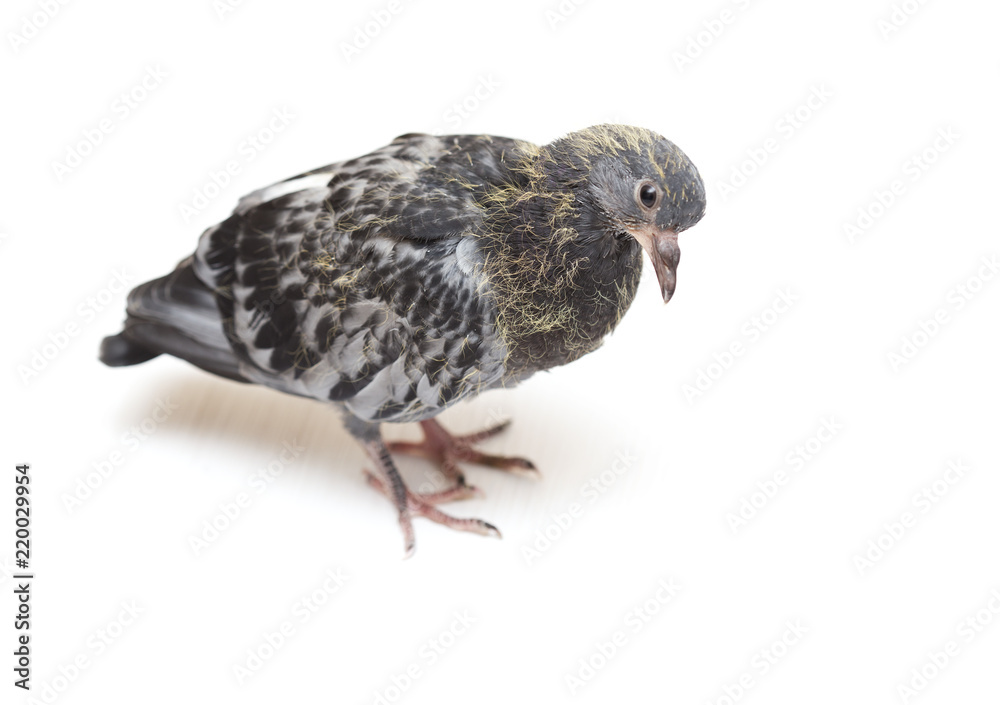 Obraz premium portrait of a dove on a white background